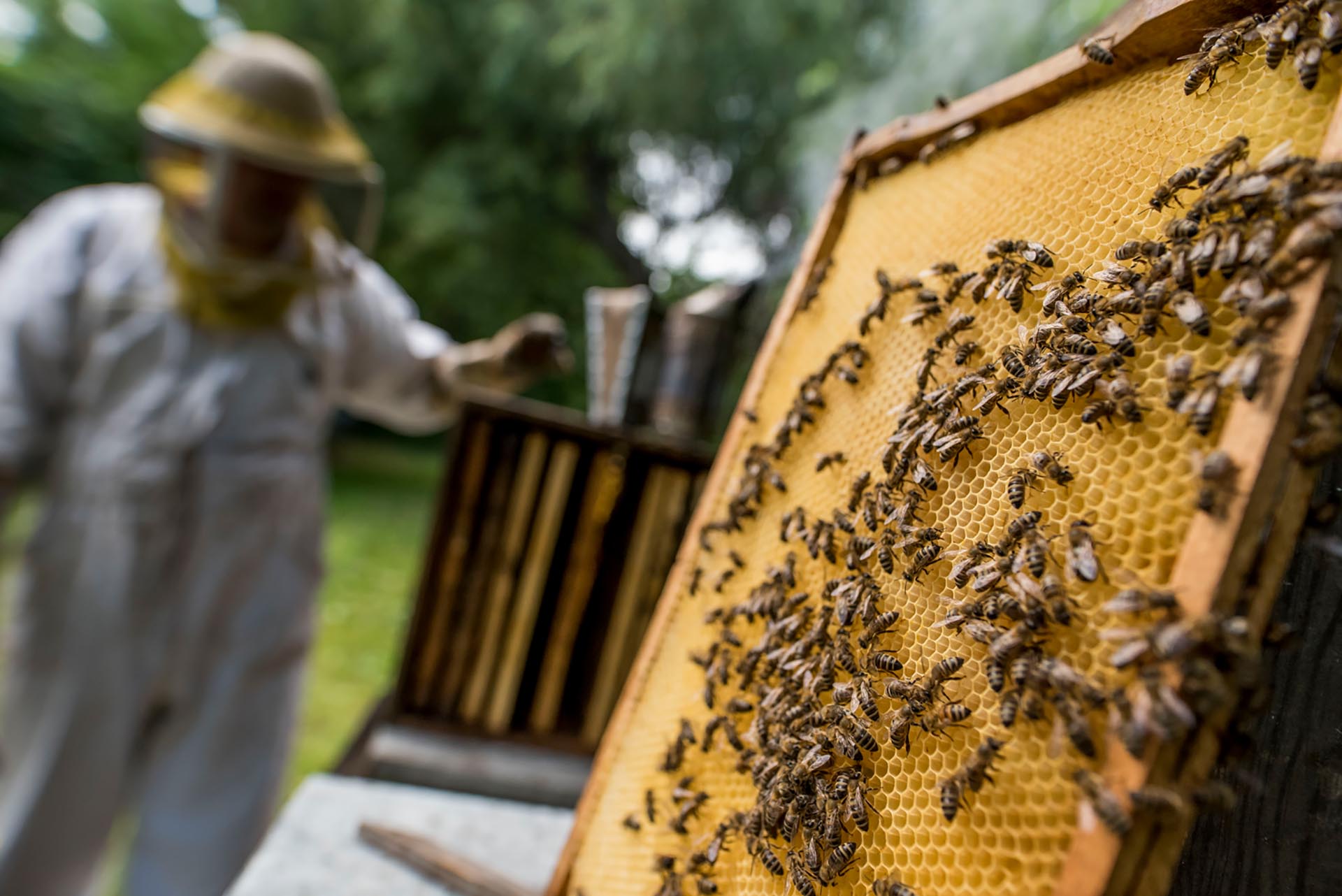 méhészeti kezelés