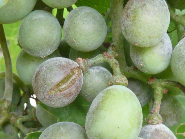 szőlő lisztharmat elleni szerek 2022